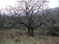 nte Ilice-20110120 023